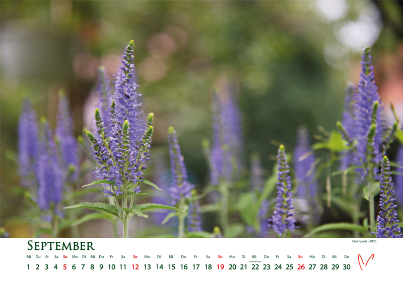 Blütenträume 2021 - Kalender September © Katharina Hansen-Gluschitz