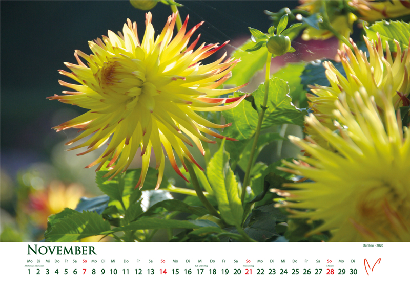 Blütenträume 2021 - Kalender November © Katharina Hansen-Gluschitz