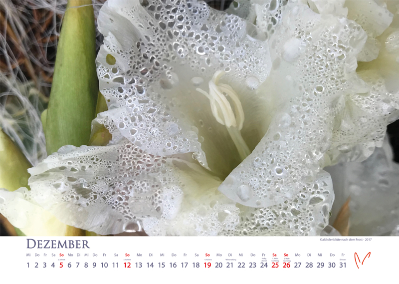 Blütenträume 2021 - Kalender Dezember © Katharina Hansen-Gluschitz