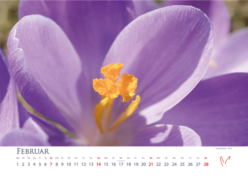 Blütenträume 2021 - Kalender Februar © Katharina Hansen-Gluschitz