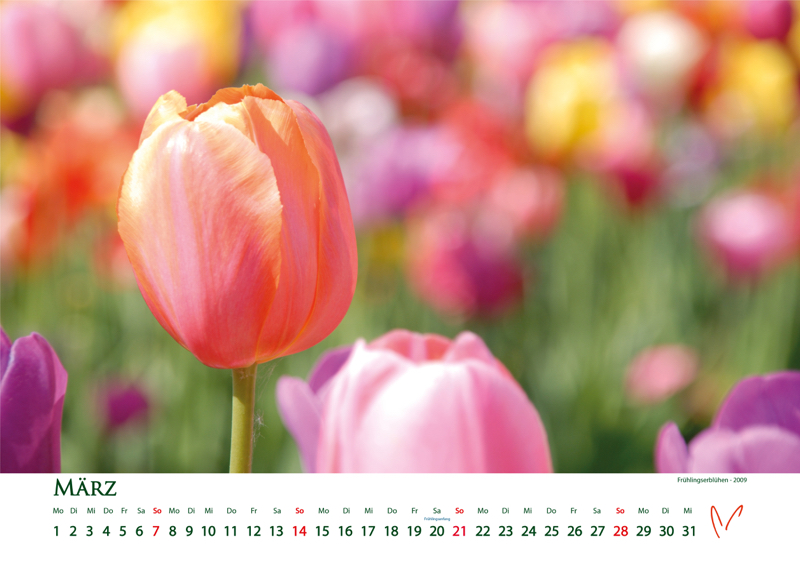 Blütenträume 2021 - Kalender März © Katharina Hansen-Gluschitz