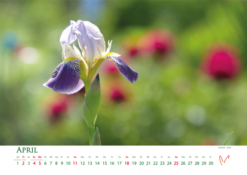 Blütenträume 2021 - Kalender April © Katharina Hansen-Gluschitz