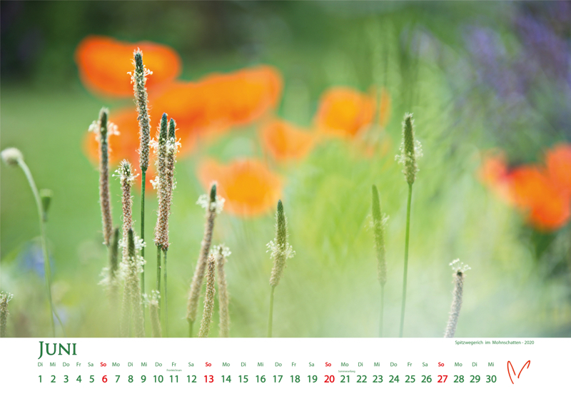 Blütenträume 2021 - Kalender Juni © Katharina Hansen-Gluschitz