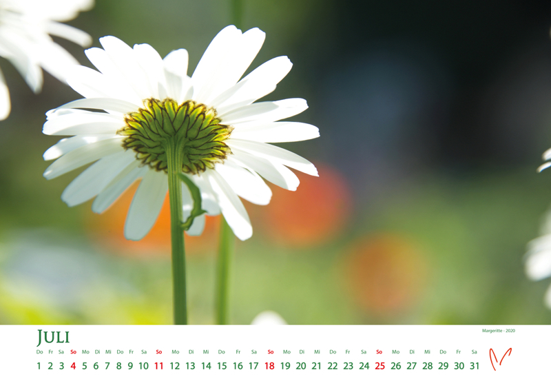 Blütenträume 2021 - Kalender Juli © Katharina Hansen-Gluschitz