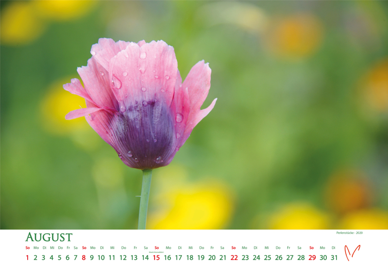 Blütenträume 2021 - Kalender August © Katharina Hansen-Gluschitz